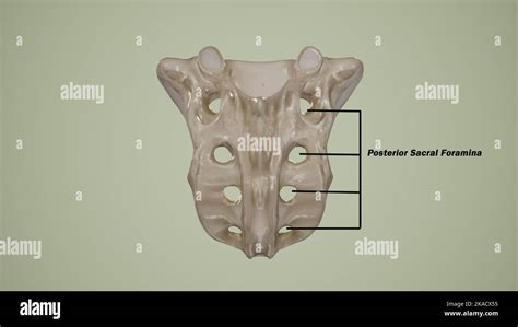 Posterior View Of Human Sacrum Showing The Posterior Sacral Foramina