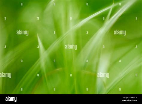 Blade Of Grass Close Up Stock Photo Alamy