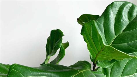 Healthy Fiddle Leaf Fig Care Tips And Maintenance Guide