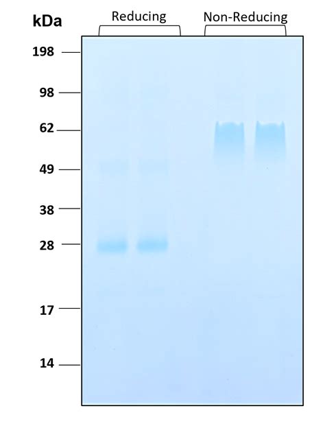 Proteintech Noggin Endotoxin Free Recombinant Protein Human Cell