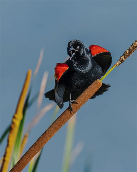 With Mal Intent Red Winged Blackbird Agelaius Phoeniceus Flickr