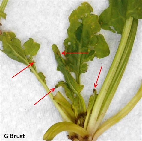 Spinach Crown Mites In Maryland Spinach Weekly Crop Update