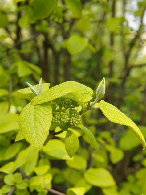 Types Of Variegated Viburnum - Learn About Viburnums With Variegated Leaves