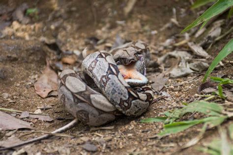 Jiboia Habitat Caracter Sticas E Alimenta O Brasil Escola