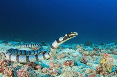 PHOTO: ’Extinct’ extremely venomous sea snake found in ocean