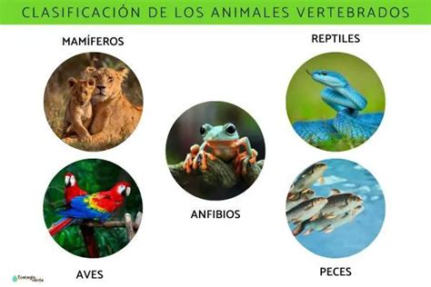 Los 5 Grupos Principales De Vertebrados Anfibios Reptiles Aves