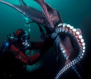 Species Enteroctopus Dofleini | Animals In The World