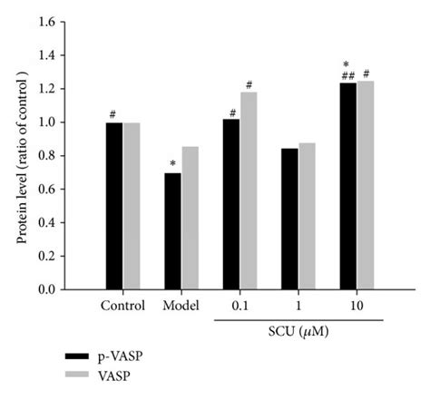 The Effect Of Scu On The Protein Level Of Pkg I Vasp And P Vasp In Hr