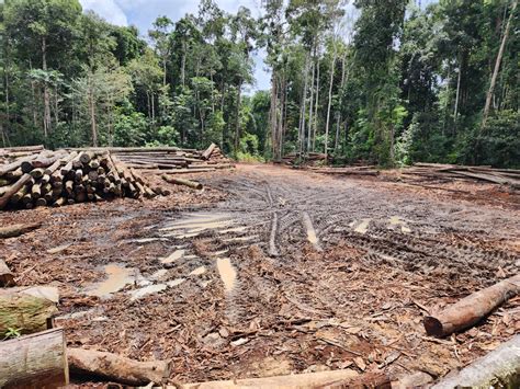 Lula registra primeira grande queda no desmatamento na Amazônia