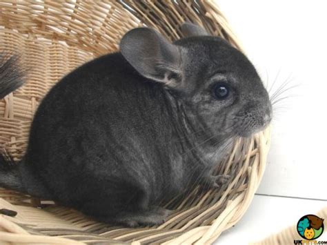 Chinchilla Rodent Breed | UKPets