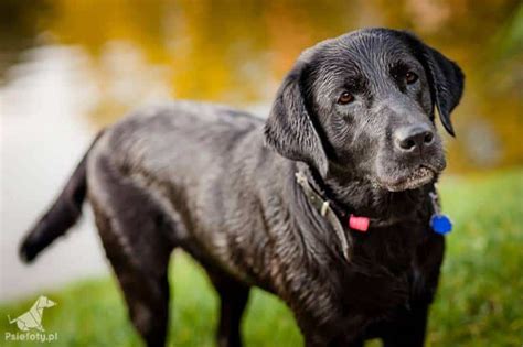 Perro labrador raza características y morfología