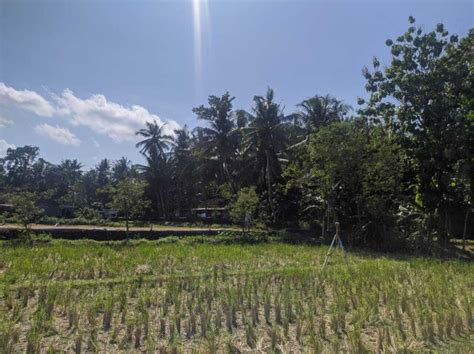 Kode Ts Tanah Sawah Prospektif Di Srandakan Bantul Yogyakarta