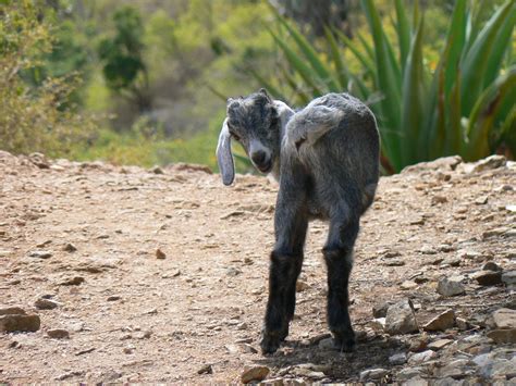 Goat Kid There Seemed To Be A Lot Of Goats Roaming Freely Flickr