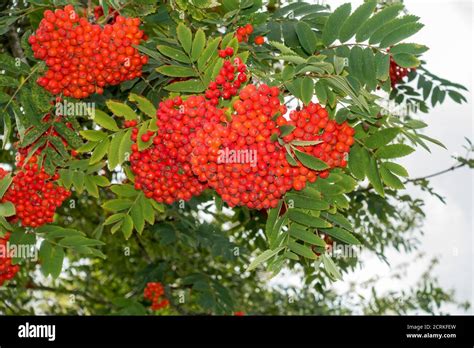 Berries on Rowan tree Stock Photo - Alamy