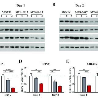 Expression Of Putative Target Proteins Of MiR 34a And MiR 128 In ZIKV