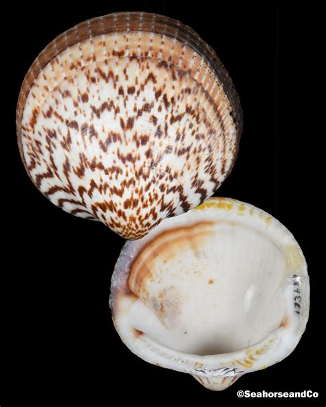 American Bittersweet Clam Glycymeris Americana Defrance 1826