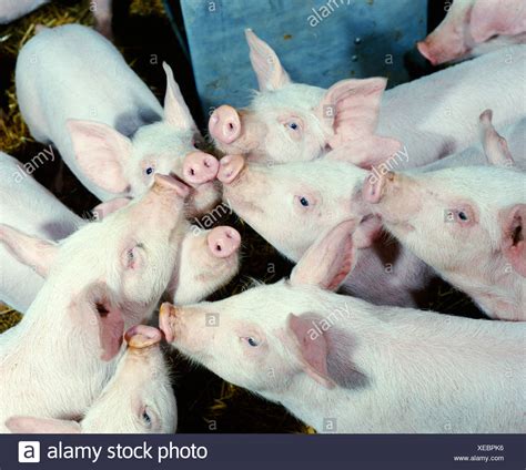 Landrace Pigs High Resolution Stock Photography and Images - Alamy