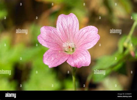 Geranium X Oxonianum Wargrave Pink A Salmon Pink Herbaceous Perennial