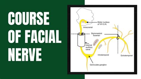 Course Of Facial Nerve Youtube