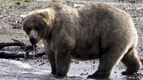 May The Fattest Bear Win: Voting Opens For National Park's Pre ...