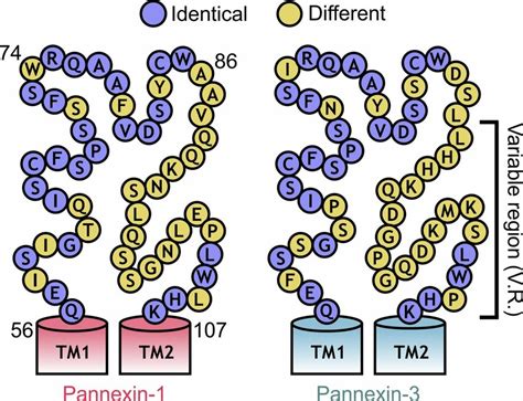 Sequence Composition Of The First Extracellular Loops Of Panx1 And