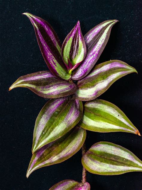 Silver Inch Plant Tradescantia Zebrina Sprig Of Plant With Striped