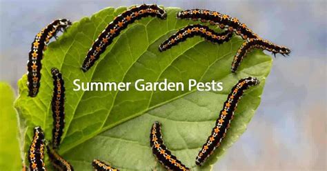 What Are The Most Active Summer Garden Pests?