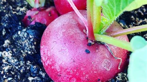 Cómo cultivar rabanitos en la terraza y atiborrarte con ellos todo el