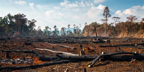 Desmatamento Causas E Consequ Ncias No Mundo Do Agro