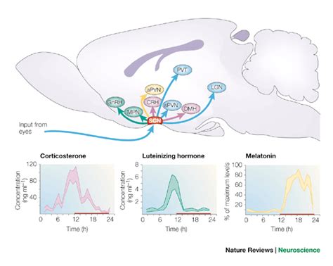 Figure 2 Hypothalamic Integration Of Central And Peripheral Clocks Nature Reviews Neuroscience