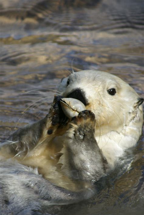 DSC08231 Homer Enjoying His Meal Sea Otter Enhydra Lutris Flickr