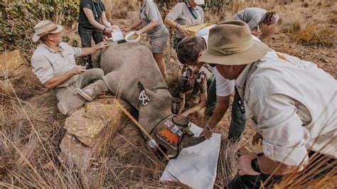 First Radioactive Rhino Horns To Curb Poaching In South Africa