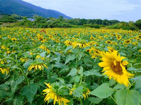 秋のひまわり 愛媛県四国中央市「リアル二刀流の河村ひまわり園」 住みたい田舎のトラベラー