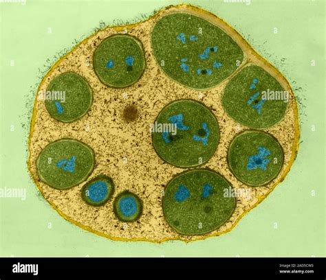 Coloured Transmission Electron Micrograph Tem Of Cyanobacteria