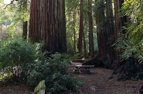 Wastahi Campground Review Big Basin Redwoods State Park Campgrounds 360