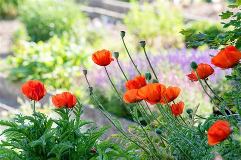 Orange Glow Oriental Poppy Edu Svet Gob Gt