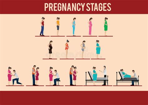 Women Pregnancy Stages Stock Illustrations 118 Women Pregnancy Stages