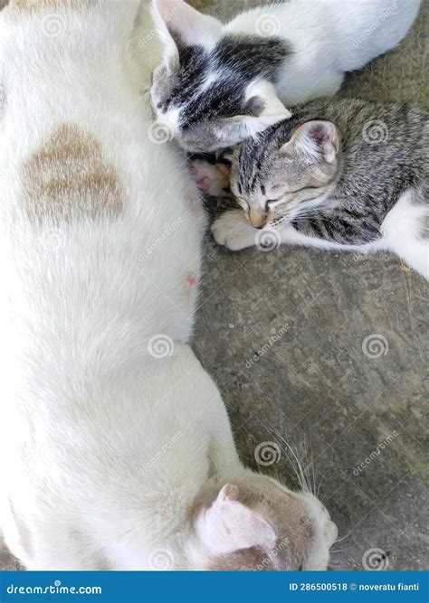 Mother Cat With Two Sleeping Kittens Funny Tiny Stock Photo Image