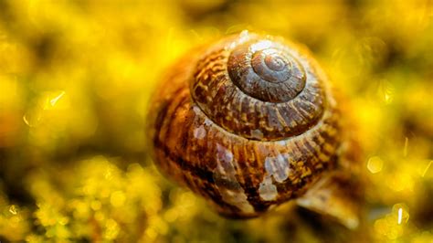 Fondos De Pantalla Caracol Macro Luz De Sol Amarillo Brillante