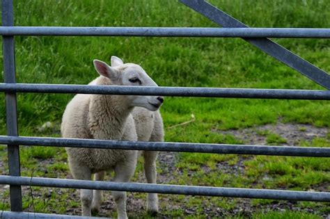 Premium Photo Close Up Of Sheep Standing On Grass