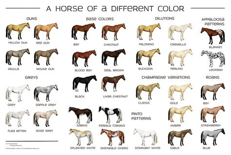 "Horse Colors Poster" Posters by Sarah Slater | Redbubble