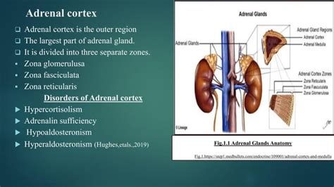 Disorder Of Adrenal Gland And Their Causes Ppt