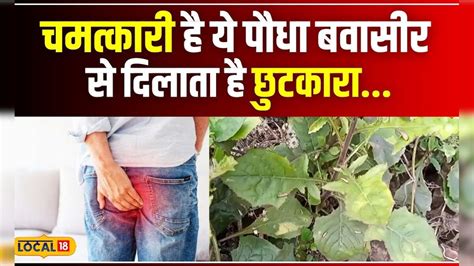 Health News चमत्‍कारी है ये पौधा बवासीर से दिलाता है छुटकारा जानें