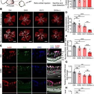 Exokv Suppresses Vegf Induced Vascular Leakage In Vivo A Schematic