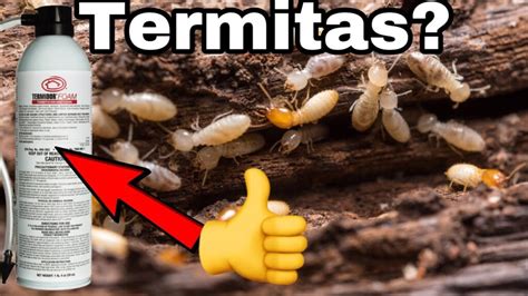 Veneno Para Termitas Descubre El Mejor Producto Para Eliminarlas