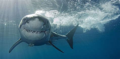 Quelles Solutions Face Aux Attaques De Requins La R Union Grand