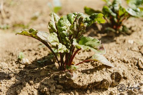 Rote Beete Anbauen Tipps Vom Experten Plantura