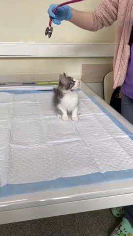 Котенок Кит решил поиграть - YouTube