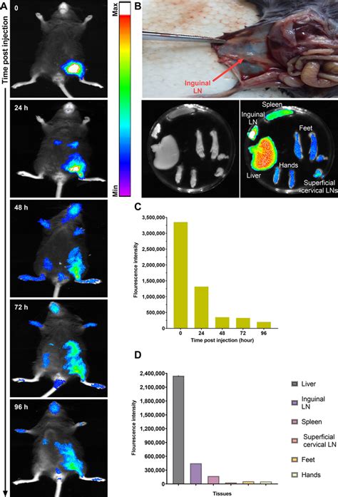 In Vivo Biodistribution Of Dir Labeled Nanoliposomes Administered