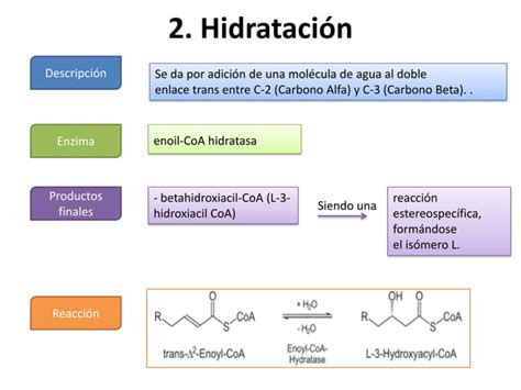 Beta Oxidaci N De Cidos Grasos Ppt Descarga Gratuita